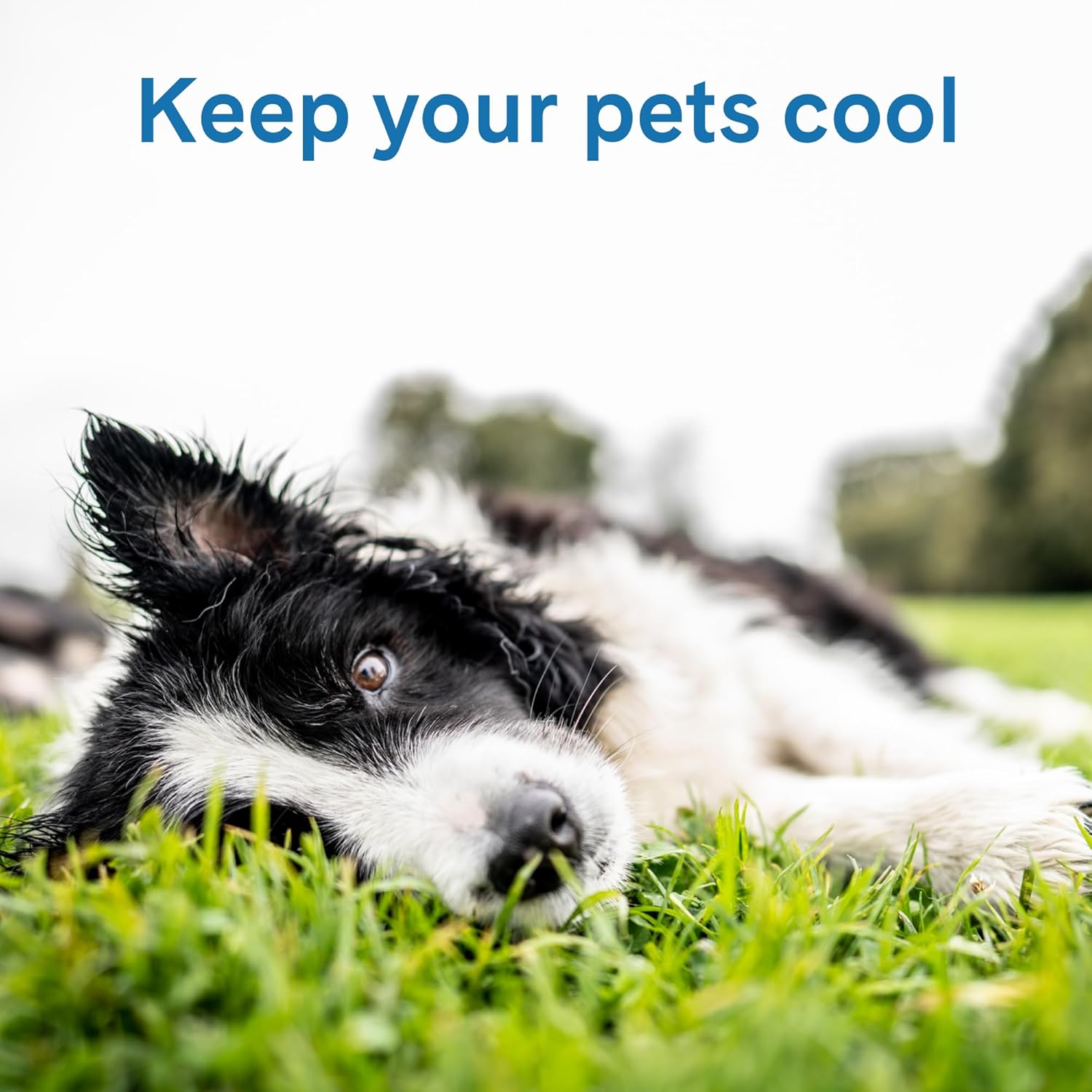 The Green Pet Shop Cool Pet Pad - Large, Blue - Self-Cooling, Pressure Activated Mat for Dogs & Cats from 46-80 lbs - Non-Toxic Gel, No Water Needed - Image 2