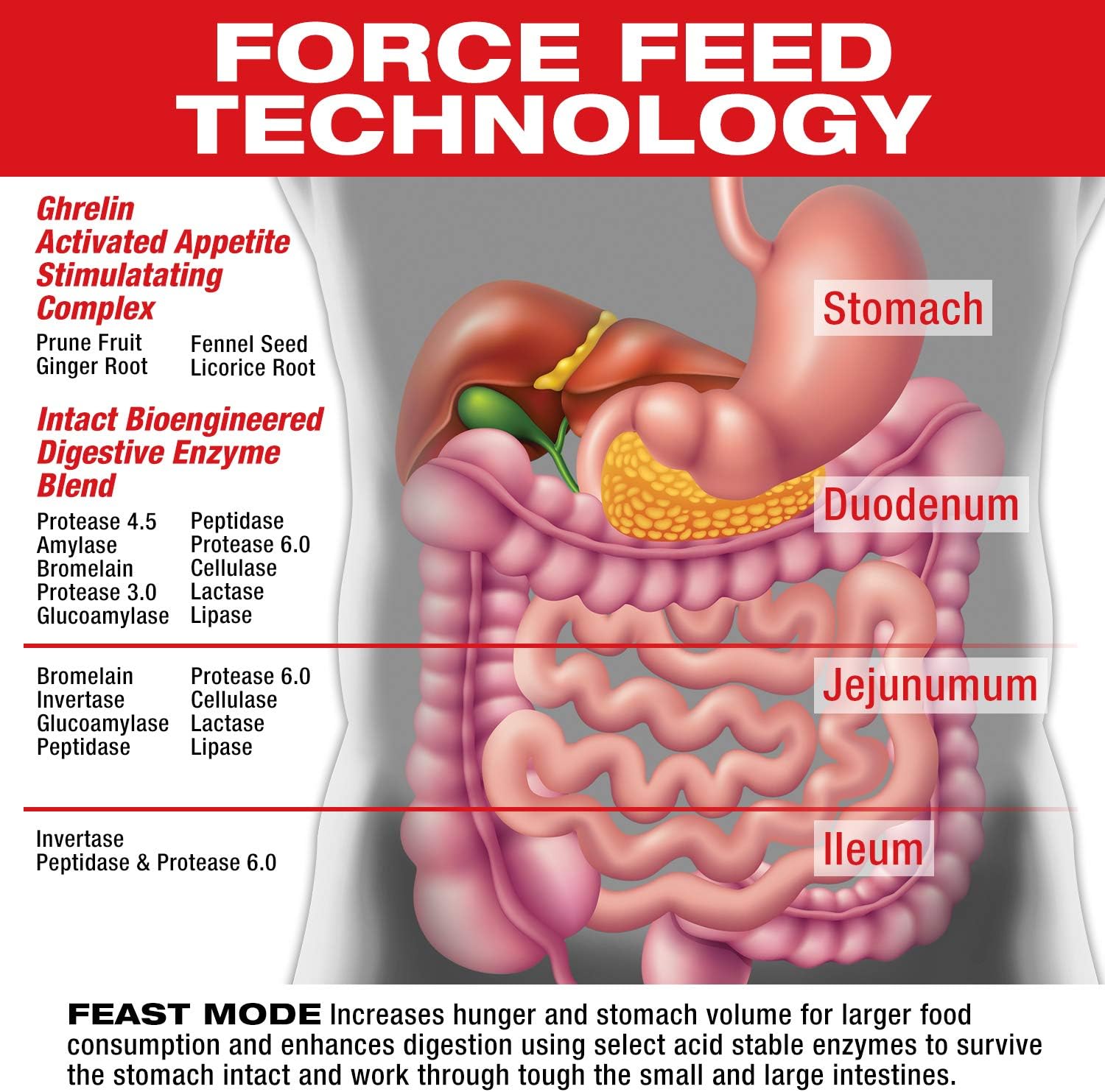 MuscleMeds Feast Mode Appetite Stimulant Weight Gain Pills Digestive Enzymes Safe and Effective 90 Caps, Unflavored, 90 Count - Image 3