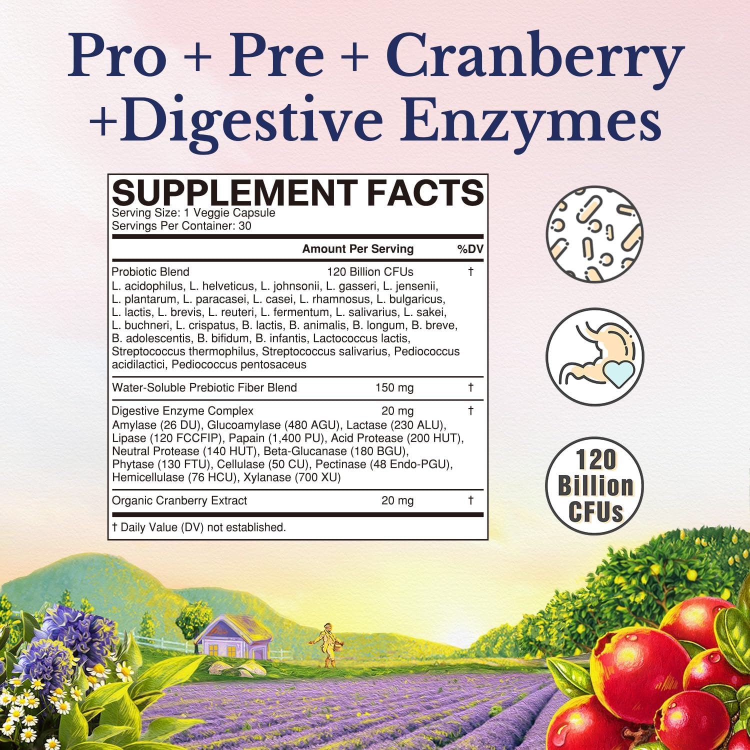 Vitalitown Probiotics for Women 120 Billion CFUs, 30 Strains, with Prebiotics & Digestive Enzymes & Cranberry, Gut & Vaginal Health, Vegan 30 (Pack of 1) Delayed Release Caps - Image 2