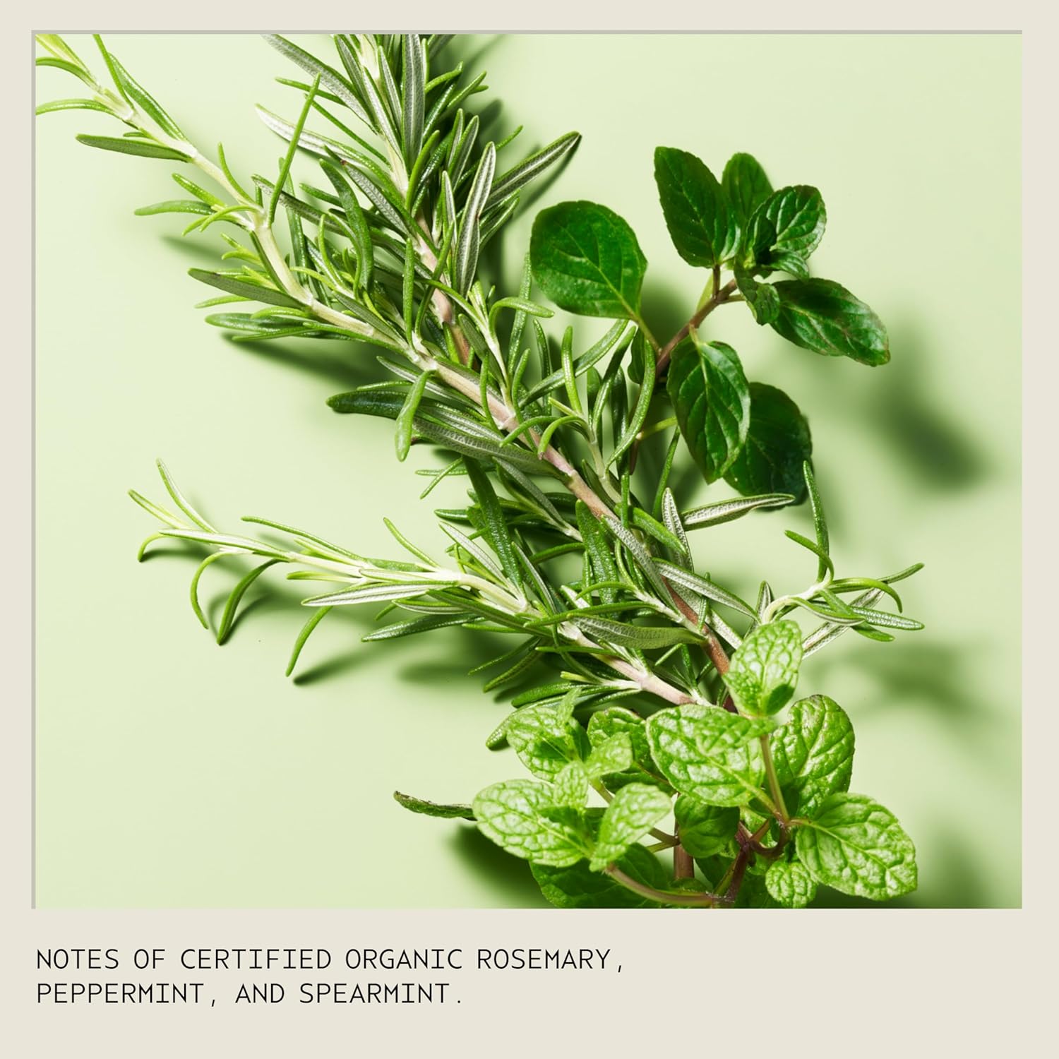 Aveda Rosemary Mint Purifying Shampoo | Clarifying Shampoo | Gently Removes Buildup, Adds Shine | For Normal to Oily Hair, Fine to Medium Hair Types | Invigorating Aroma| 97% Naturally Derived - Image 13