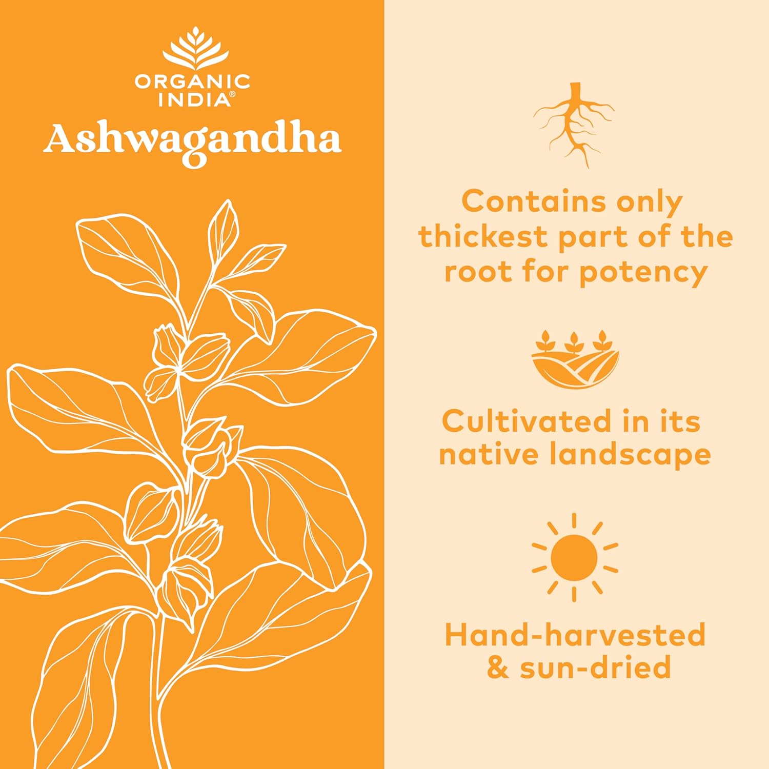 ORGANIC INDIA Ashwagandha Capsules - Organic Ashwagandha Supplement - Vegan Ashwagandha Root, Gluten-Free, Kosher, Non-GMO, Supports Stress Relief, Energy, and Sleep - 180 Capsules - Image 4